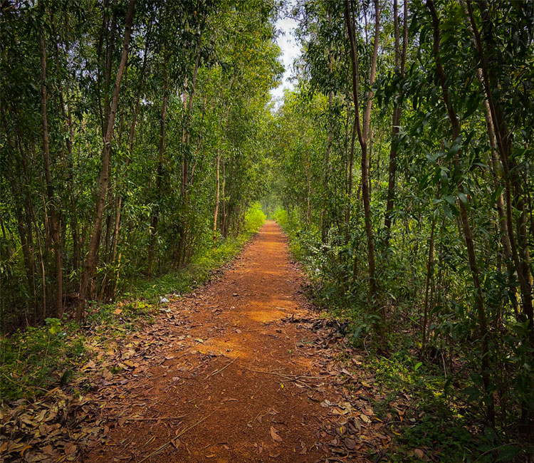 Sunlight through a sal forest